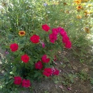 Meet your Posher, Sheri